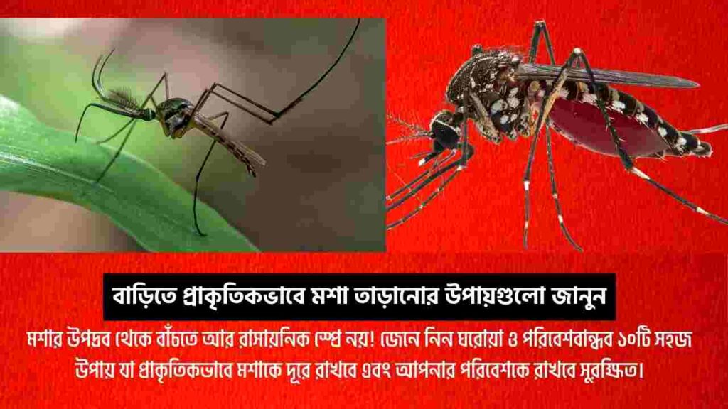 Explore how to get rid of mosquito at home naturally